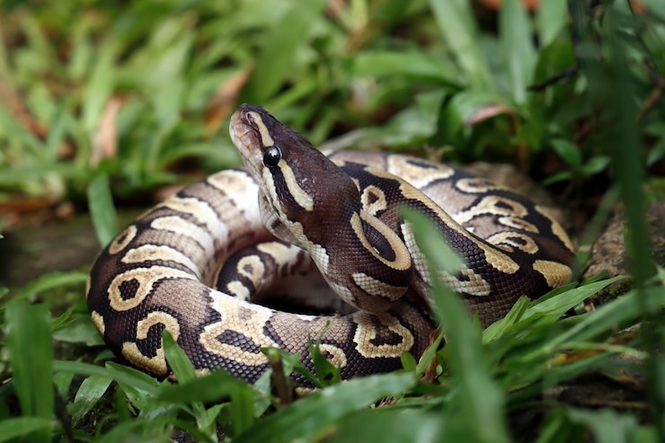Foto gratuito closeup cabeza dendrelaphis formosus serpiente dendrelaphis formosus serpiente cloesup