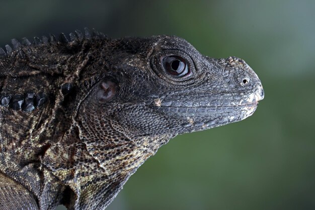 Closeup cabeza de Hydrosaurus weberi Hydrosaurus weberi lagarto closeup