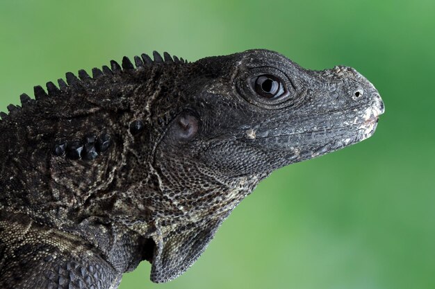 Closeup cabeza de Hydrosaurus weberi Hydrosaurus weberi lagarto closeup