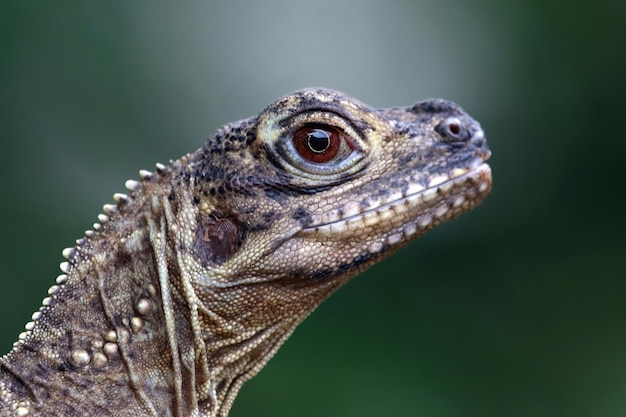 Closeup cabeza de Hydrosaurus weberi Hydrosaurus weberi lagarto closeup