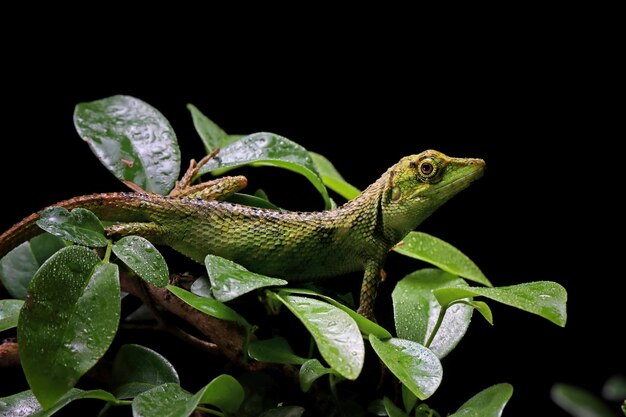 Closeup cabeza de lagarto Pseudocalotes con fondo negro