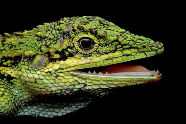 Closeup cabeza de lagarto Pseudocalotes con fondo negro