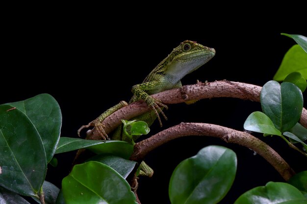 Closeup cabeza de lagarto Pseudocalotes con fondo negro