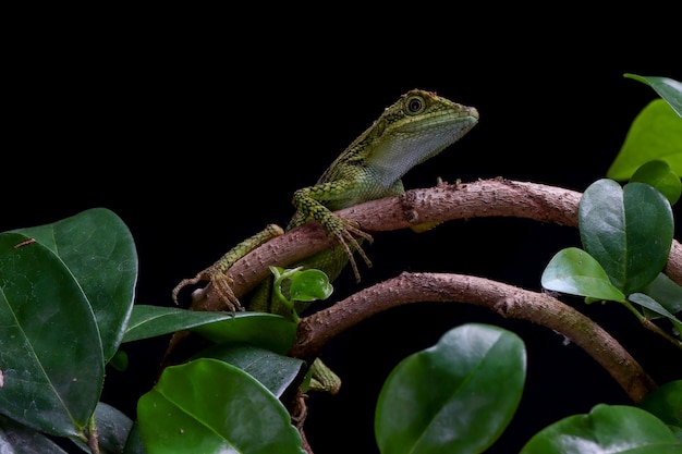 Closeup cabeza de lagarto Pseudocalotes con fondo negro