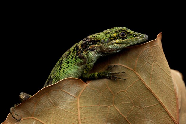 Closeup cabeza de lagarto Pseudocalotes en hojas secas