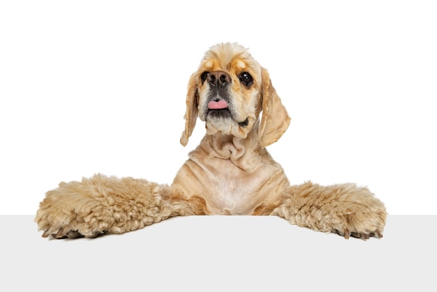 Closeup cara de hermoso lindo perro Cocker Spaniel posando aislado sobre fondo blanco Concepto de animales domésticos