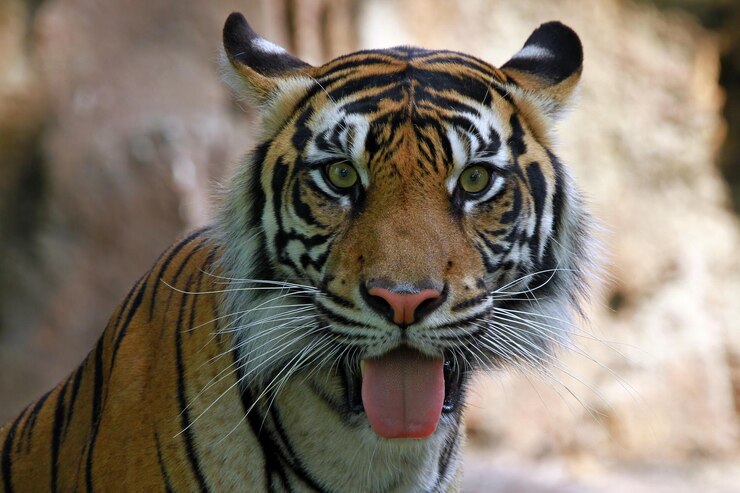 Photo Gratis closeup face of sumatran tiger tiger head closeup