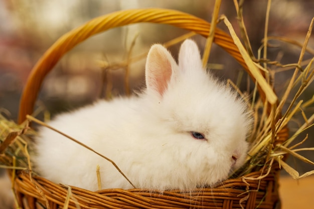 Closeup foto de un adorable conejito blanco en una canasta tejida