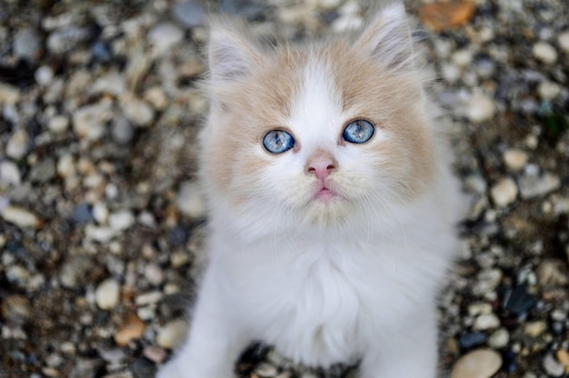 Closeup foto de un adorable gatito sentado sobre piedras de colores