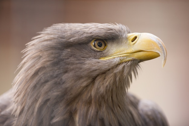 Closeup foto de un águila real mirando a lo lejos