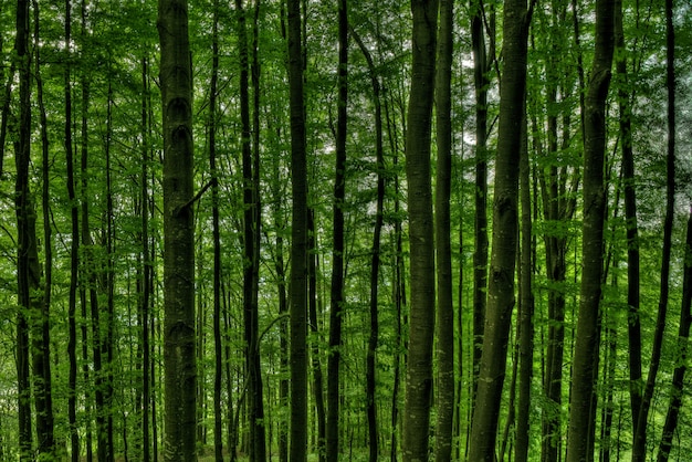 Closeup foto de altos árboles en medio de un bosque verde