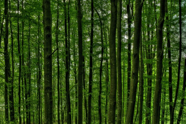 Closeup foto de altos árboles en medio de un bosque verde
