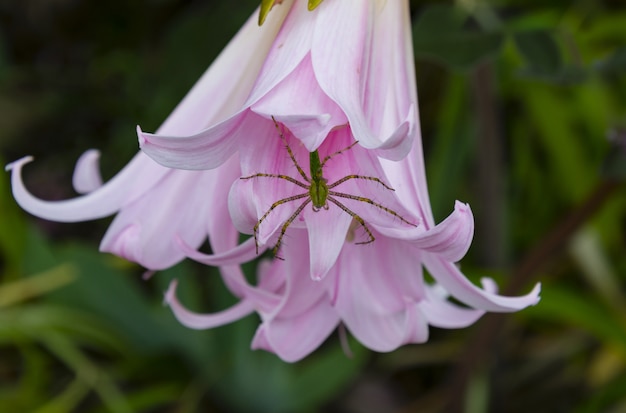 Closeup foto de una araña dentro de una hermosa flor de lirio rosa aislado sobre fondo borroso natural