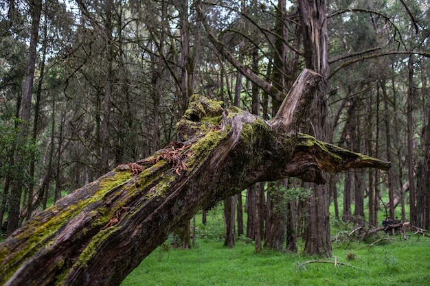 Closeup foto de un árbol cubierto de musgo roto en medio de la selva capturado en el Monte Kenia