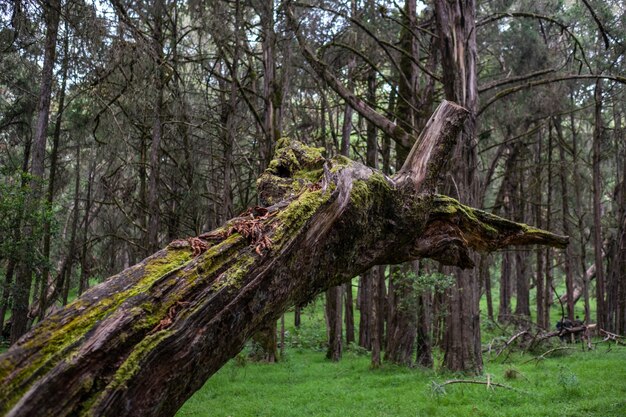 Closeup foto de un árbol cubierto de musgo roto en medio de la selva capturado en el Monte Kenia