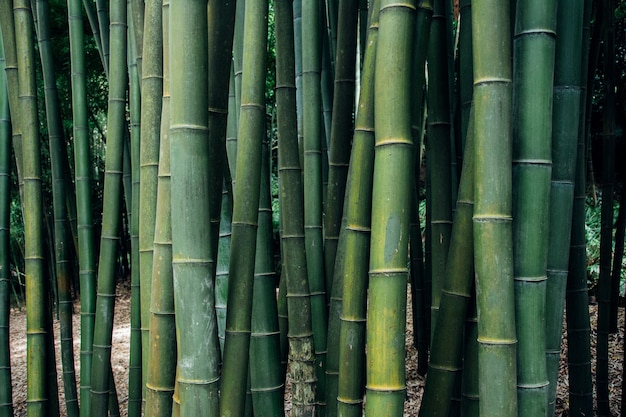 Closeup foto de árboles de bambú