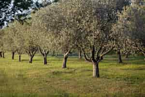 Foto gratuita closeup foto de árboles en crecimiento en el campo bajo la luz del sol