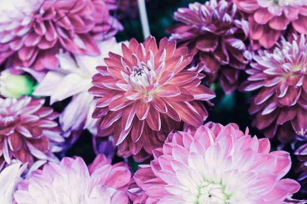Closeup foto de una bella composición de flores con coloridas flores de dalia