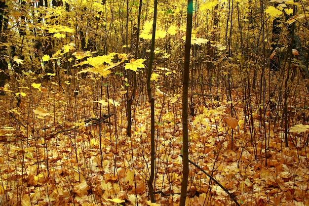 Closeup foto de un bosque con árboles desnudos y las hojas amarillas de otoño en el suelo