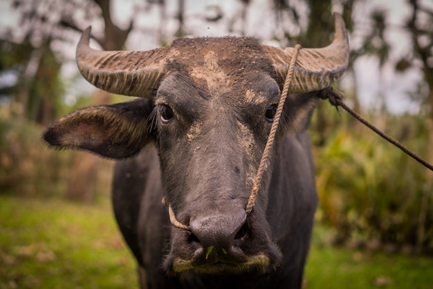 Closeup foto de un búfalo de agua negra