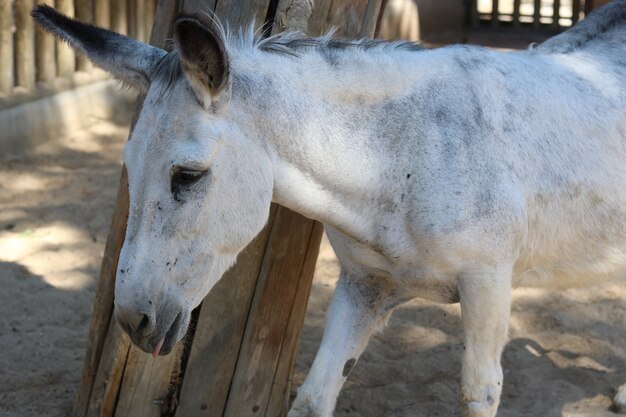 Closeup foto de burro salvaje blanco