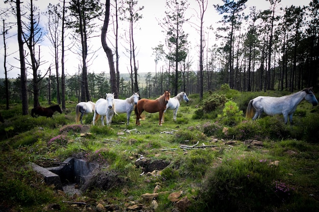 Closeup foto de caballos blancos y marrones en un bosque con escasa densidad de árboles y pasto verde