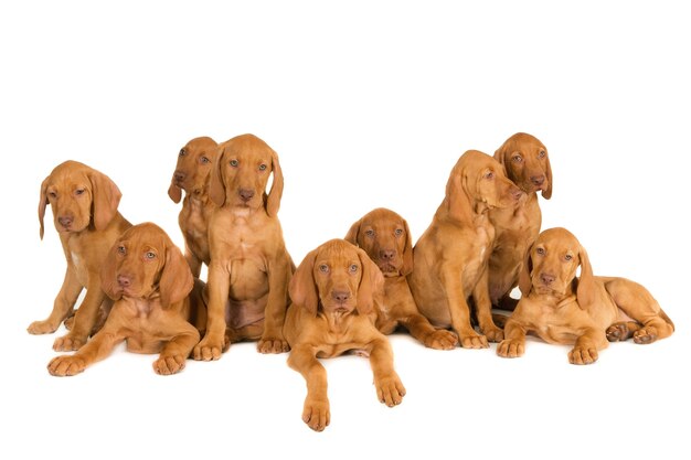 Closeup foto de cachorros Magyar Vizsla aislado sobre una superficie blanca