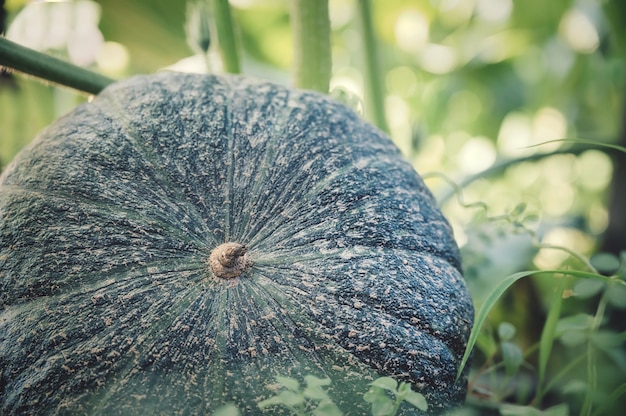 Foto gratuita closeup foto de calabaza de hoja de higo