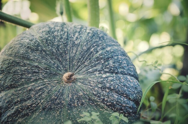 Closeup foto de calabaza de hoja de higo