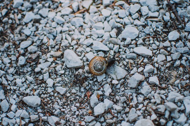 Closeup foto de un caracol en una concha sobre rocas en un bosque