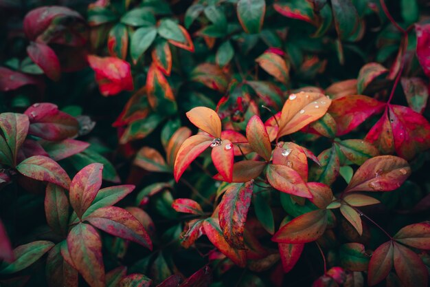 Closeup foto de coloridas hojas de otoño en un jardín.