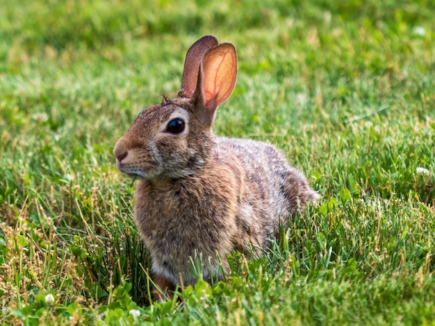 Foto gratuita closeup foto de conejito con pelaje marrón tendido en la hierba
