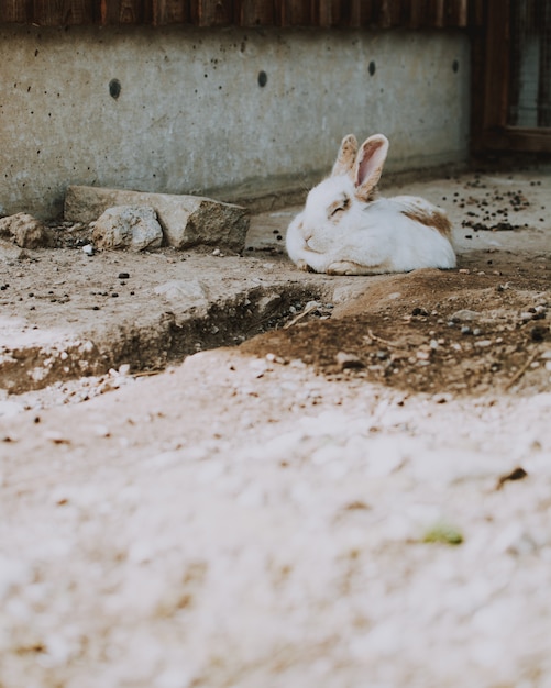 Closeup foto de un conejo blanco tendido sobre una superficie de hormigón en un granero