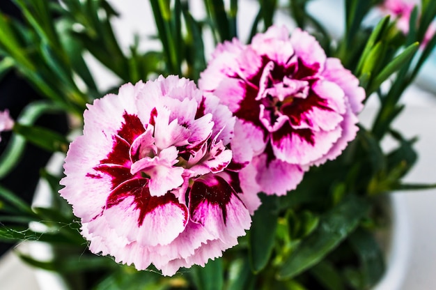 Closeup foto de dianthus caryophyllus rosa y rojo