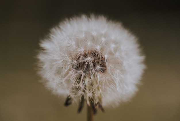 Closeup foto de un diente de león en un campo