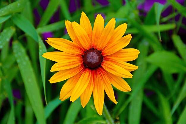 Closeup foto de una flor amarilla-roja con centro marrón