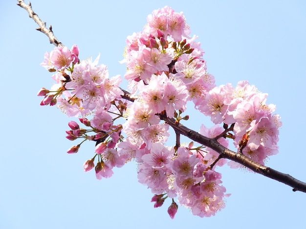 Closeup foto de flores de cerezo en las ramas de los árboles