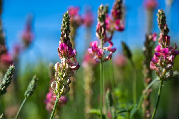 Closeup foto de flores de lavanda rosa en un campo