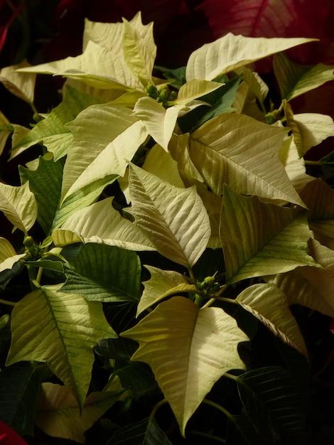 Foto gratuita closeup foto de flores de navidad verdes