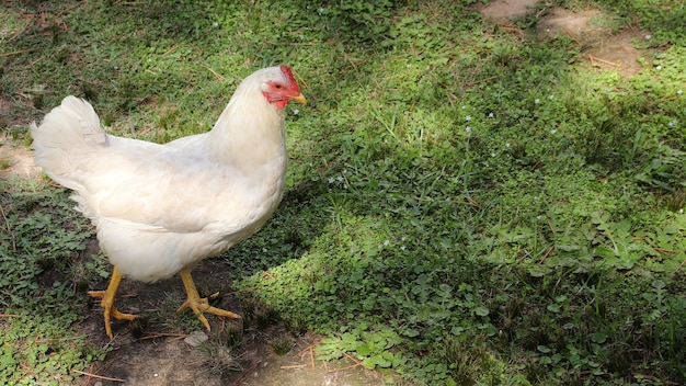 Closeup foto de una gallina blanca caminando en un campo