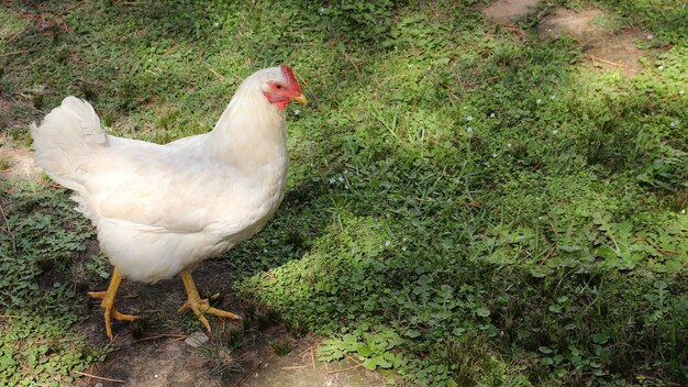 Closeup foto de una gallina blanca caminando en un campo