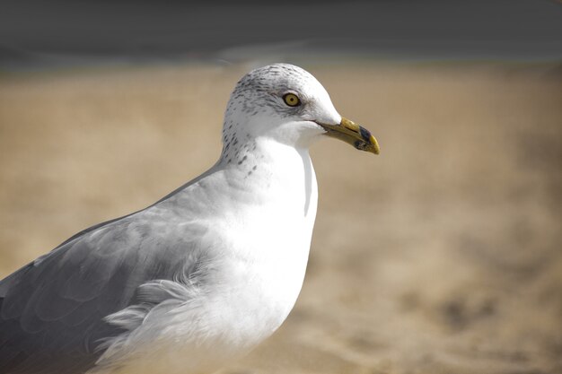 Closeup foto de una gaviota argéntea blanca