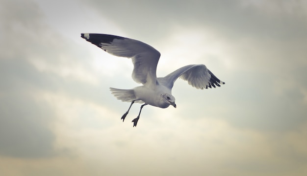 Closeup foto de una gaviota de pico volando durante el día