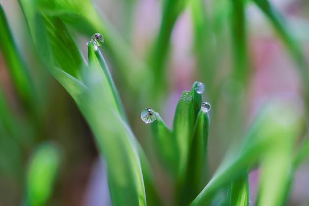 Closeup foto de gotas de agua sobre pastos verdes