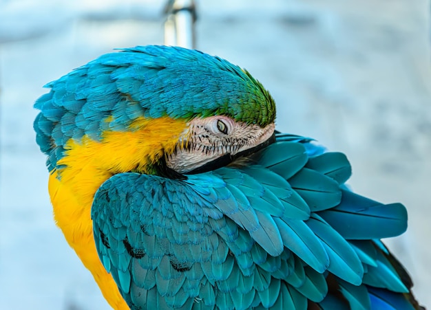 Closeup foto de guacamayo azul y amarillo en superficie borrosa