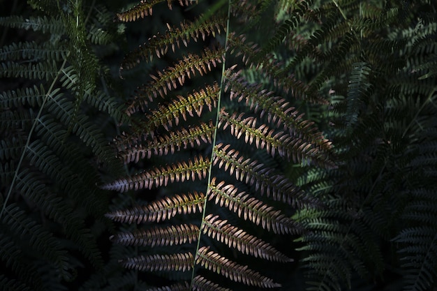 Closeup foto de un helecho hojas