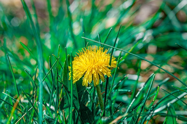 Closeup foto de una hermosa flor de diente de león amarillo en un campo