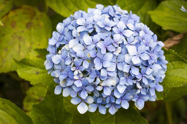 Closeup foto de hermosa flor de hortensia Serrata con hojas verdes