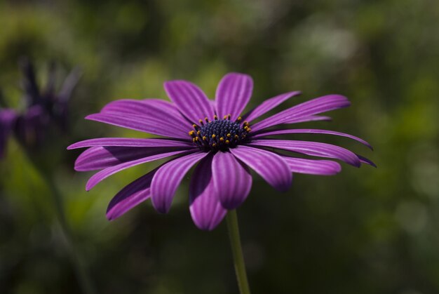 Closeup foto de una hermosa flor de margarita africana de pétalos morados en un borroso