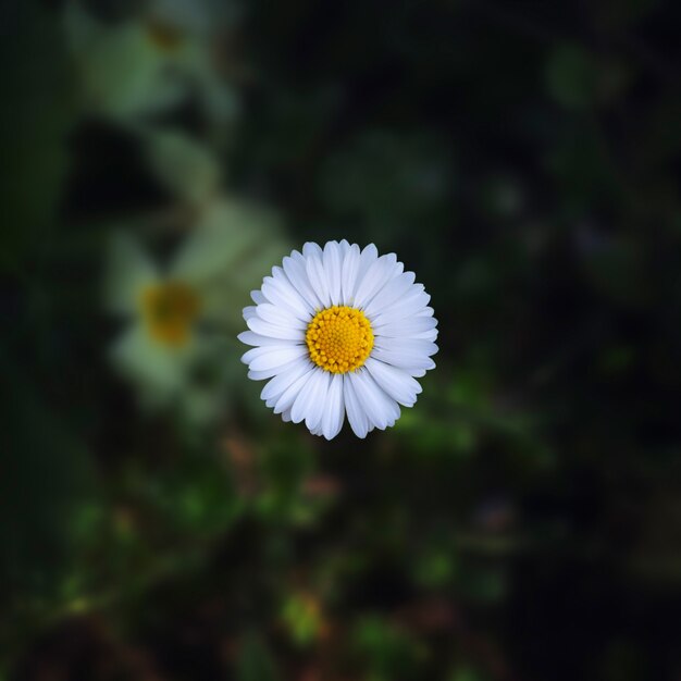 Closeup foto de una hermosa flor de margarita en un natural borrosa